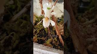 ORCHID MANTIS DRINKING