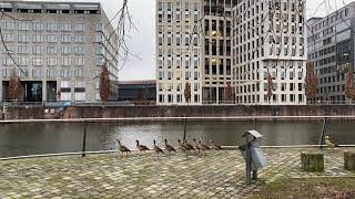 Nilgans-Familie -  Frankfurt Westhafen