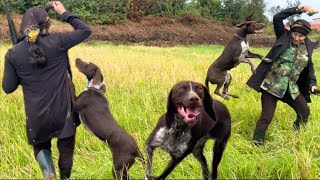 Wild bird hunting in the wild with dogs / hunting for survival