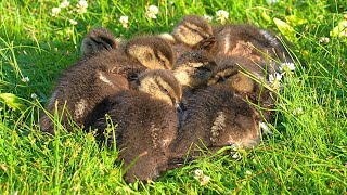 Sleep Pile of the 7 Ducklings [4K] Mallard Ducks