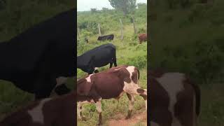 Cow in the National Park Uganda! #cows #cuteanimal #cattle #africa #safari #wildlife #nature #cute