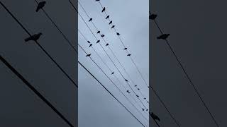 A bunch of pigeons hanging out on a rainy morning