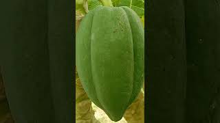 It belongs to the Caricaceae family and has the scientific name Carica papaya,  known as pawpaw.