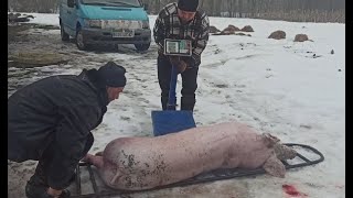 НА ГОРОХЕ СВИНЬИ НЕ РАСТУТ!!! 6.5 месяца - 150 кг. Свиноводство.