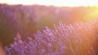 Sunset Lavender Field