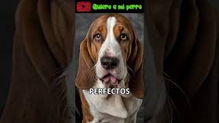 53 👃¡Descubre el Secreto Olfativo del Perro de Colombo! 🕵️‍♂️🐾 | QuieroAMiPerro ❤️