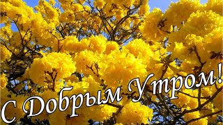 С ДОБРЫМ УТРОМ !🌼Желаю Самого Доброго Солнечного Утра!🌼  Шикарная Музыкальная открытка 🌼