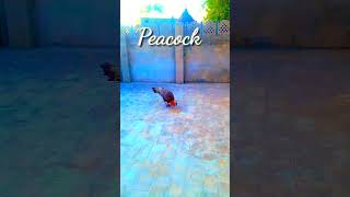 Beautiful bird Peacock || in desert Thar || #peacock #peacockdance #peacocks #beautifulbirds #thar