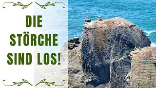 Störche zum GREIFEN NAH! 🪺| Fischerweg+Rota Vicentina | 1.000 km Portugal nach Santiago 07