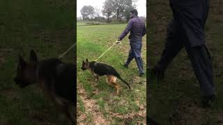 XL German Shepherd Female | Walk time❤️