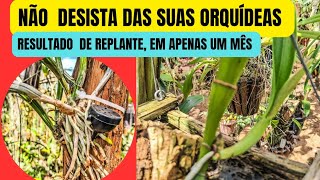 PLANTE SUAS ORQUIDEAS ASSIM E TENHA ESSES  RESULTADOS