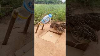 Simple Bird Trap // Bird Trap #shorts