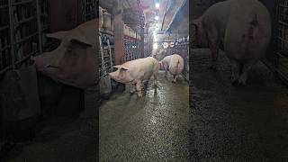 🐷 pig  #pigsisbeautiful #pig #piggy #farm #piglet #farming #video #animals #pigging #subscribe