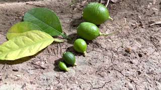 lemon tree farming | Growth stages of lemon tree