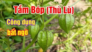 Cây Tầm Bóp (Lồng Đèn, Thù Lù ) có tác dụng gì | Sức khỏe | Hằng Lê HG85