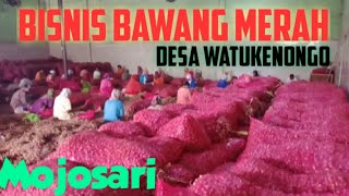 Bisnis Bawang Merah, Mojosari. Drone MJX BUGS 20 y