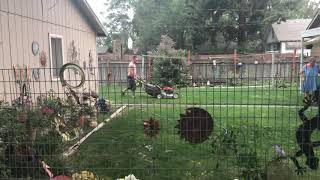 Brocks Mowing The Lawn