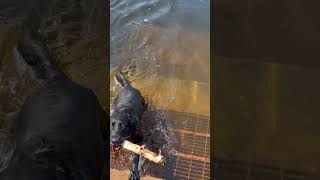 Bass Chases Dog Off Bed #fishingfunny #smallmouth