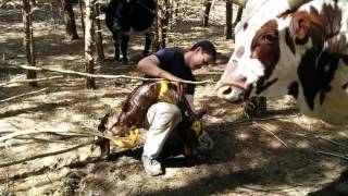 Lilly the Longhorn giving birth to a calf and having a little trouble - Posterior presentation