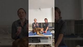 Townsend Vet Clinic First Aid Video