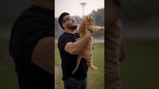 1.5 Month Old Beautiful Taby Tiger | Nouman Hassan