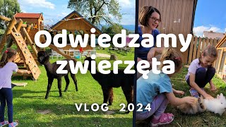 W GOSPODARSTWIE | ALPAKI | MINI ZOO | ZWIERZĘTA | VLOG | 2024