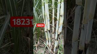 Cos18231 variety #farming #agriculture #sugarcane #farming