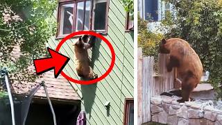 Woman Discovers Bear Climbing Into Neighbour’s House, Not Knowing It Was Her Fault