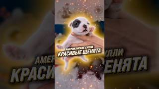 Неповторимый окрас💎 полный эксклюзив🔥 Спешите! в данном посети осталось всего 2 щенка, от 400.000₽