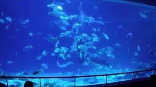 National Museum of Marine Biology & Aquarium - Mampf