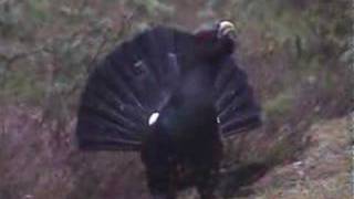 capercaillie (tetrao urogallus) display-lek