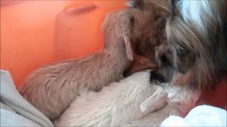 Aiden the Rough Collie Loves Baby Goats