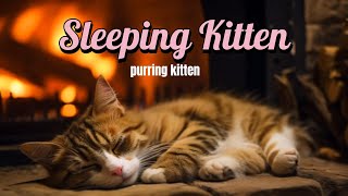 Relaxing Sounds of a Purring Kitten Gentle Perfection : 🐱✨