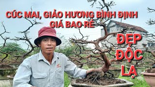 Mai vàng Bình Định to đẹp giá rẻ #maivangbinhdinhmai