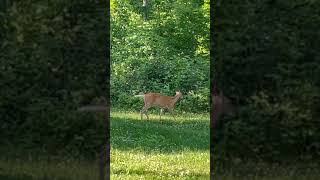 Deer Strolls Leisurely through Our Campsite