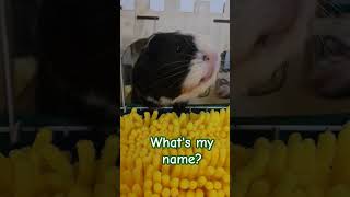 what's my name? #funny #animals #youtubeshorts