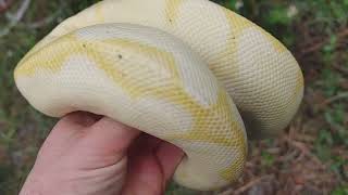 Banana Enchi Yellowbelly Clown Male Ball Python up on the site right now!