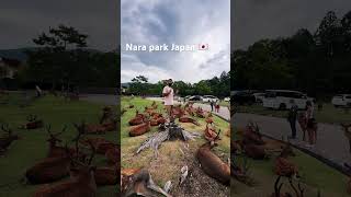 #japan #milliondollarbaby #narapark #tokyo #travel