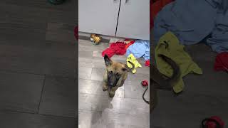 Showing you my lovely dog he is a Belgium malinois puppy he is a lovely dog enjoy😀😀✌️✌️