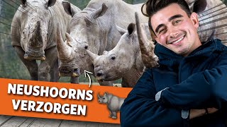 Neushoorns naar buiten laten! 🦏