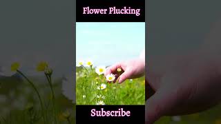 Aesthetic Flower Plucking Part : (02) #aesthetic #beautiful #shorts