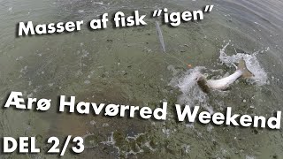 Ærø Havørred Weekend 🎣 Fint med fisk 🐟 Del 2/3 📸 Havørred Fiskeri