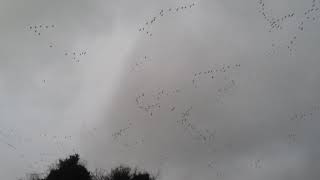 Geese flying into Inch Wildfowl Reserve