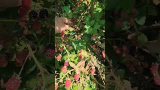 Picking blackberries to make jelly #naturescadencefarm #blackberries #homemadejelly