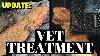 VET TRIP | Bearded Dragon Update November 2018