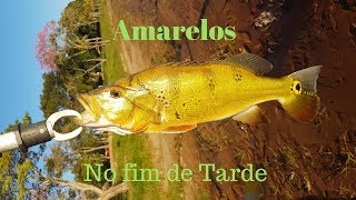 Pesca de Tucunarés de barranco.