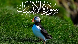 Surah ad-Dahr (al-insan) beautiful recitation