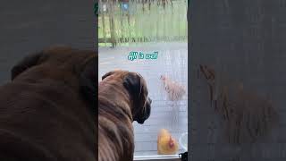 Boerboel watches over mini chickens #giantdog #bantamchickens