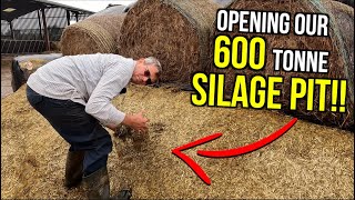 600 TONNE SILAGE PIT OPENED & A Cow Gets His Head Stuck!!