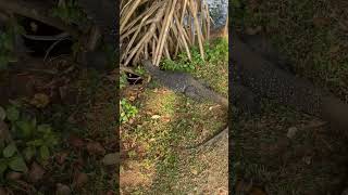 Water monitor#shorts# #youtubeshorts